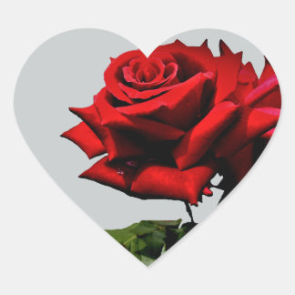 Sticker Cœur Fleur de rose rouge Fleur d'anniversaire Événement