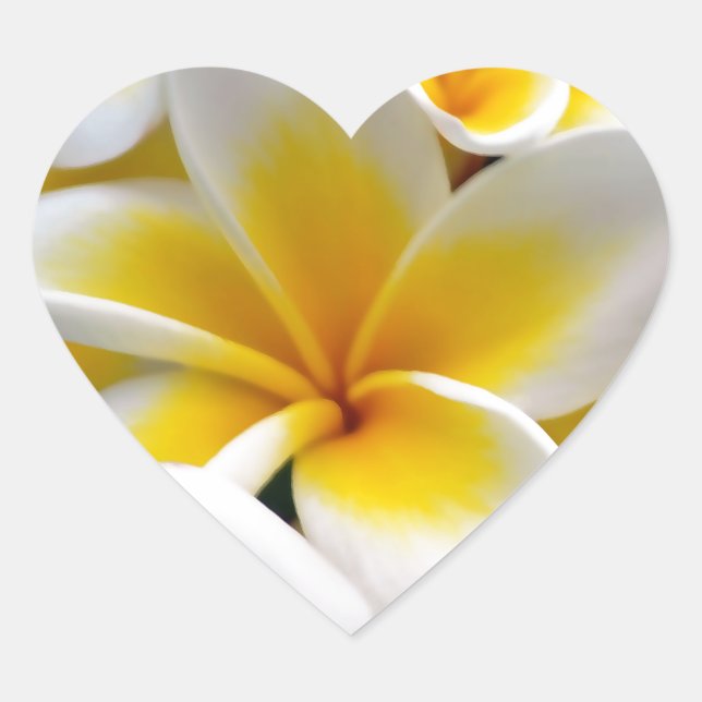 Sticker Cœur Fleur Frangipani Plumeria (Devant)