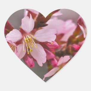 Sticker Cœur Fleurs de cerisier japonaises roses sur un ciel gr