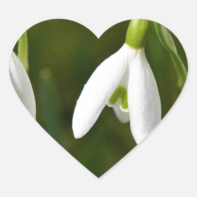 Sticker Cœur Fleurs de neige (Devant)