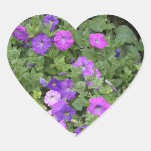 Sticker Cœur Fleurs printanières Jardin pourpre Petunia Photo f