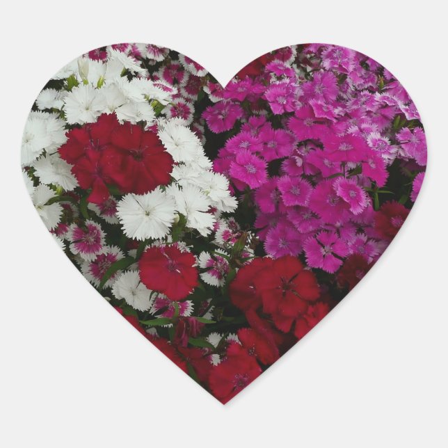 Sticker Cœur Floral Dianthus blanc, rose et rouge (Devant)