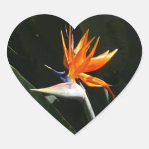 Sticker Cœur Flower tropical orange paradise