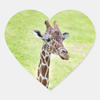 Sticker Cœur giraffe 