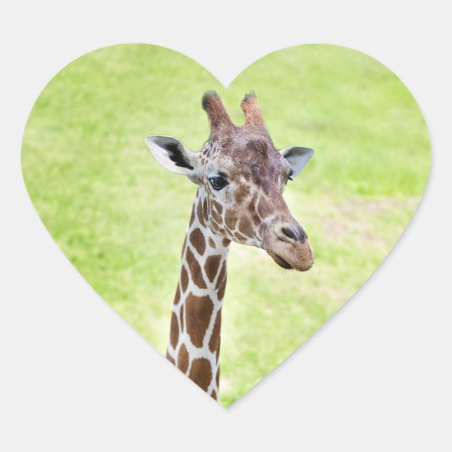 Sticker Cœur giraffe  (Devant)