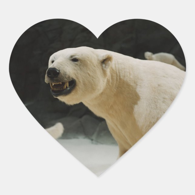 Sticker Cœur Graine d'ours polaire (Devant)