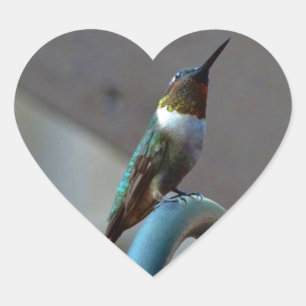 Sticker Cœur Green ruby little hummingbird