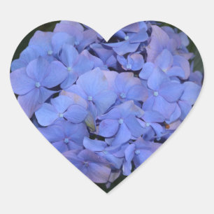 Sticker Cœur Hydrangea macrophylla pourpre rustique
