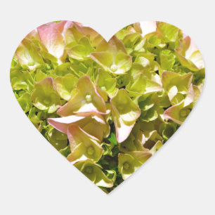 Sticker Cœur Hydrangées de fleurs florales jaunes roses poussié