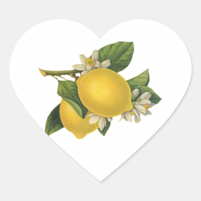 Sticker Cœur Illustration vintage citrons (Devant)