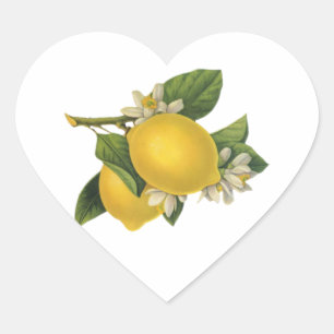 Sticker Cœur Illustration vintage citrons