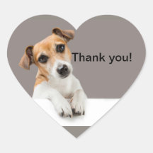 Jack Russell chiot sucré adorable mignon coeur bât