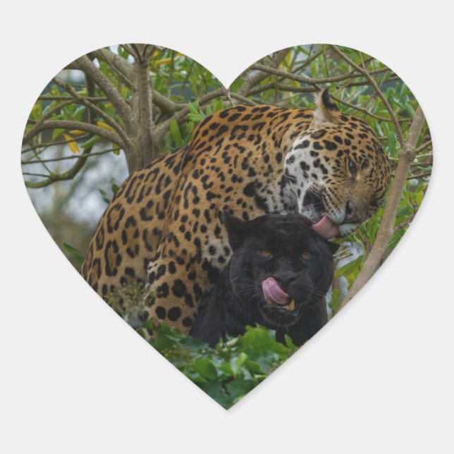 Sticker Cœur Jaguars In Love (Devant)