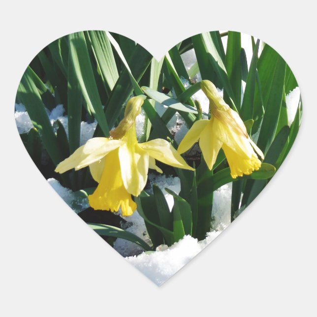Sticker Cœur Jaune Daffodils fleurs dans la neige (Devant)