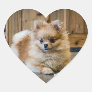 Sticker Cœur Joli chien animal de compagnie croisé Pomeranian C