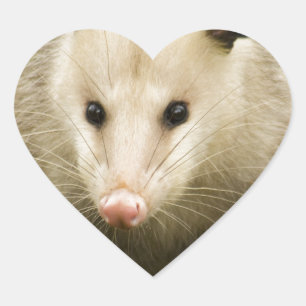 Sticker Cœur Les sommes d'argent sont jolies - Opossum Didelphi