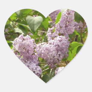 Sticker Cœur Lilac Bush Belles fleurs de printemps violettes