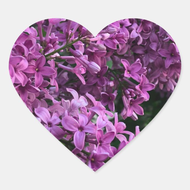 Sticker Cœur lilas rose violet | photo florale rose romantique (Devant)