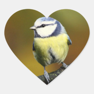 Sticker Cœur Little Bird