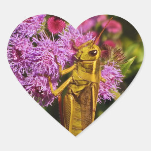 Sticker Cœur Lucky Grasshopper sur Ageratum