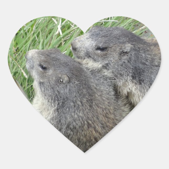 Sticker Cœur Marmotte (Devant)