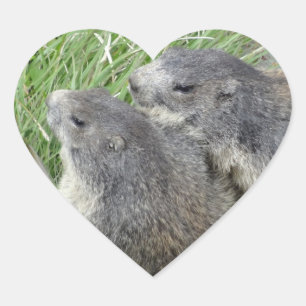 Sticker Cœur Marmotte