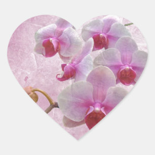 Sticker Cœur Orchidées de teigne rose - Phalaenopsis