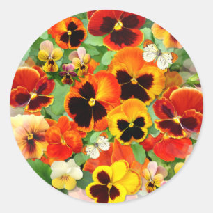 Sticker Coeur Pansies de coucher de soleil