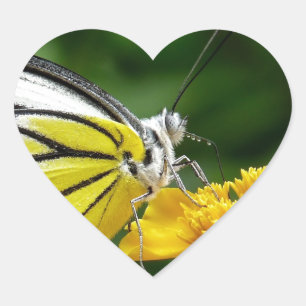 Sticker Cœur Papillon jaune et rouge sur Fleur Jaune