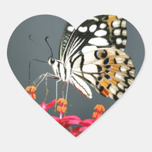 Papillon noir et jaune blanc sur Fleurs roses