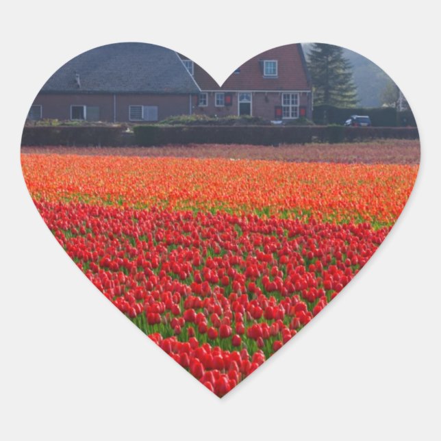 Sticker Cœur Pays-Bas : Tulip Field en Hollande (Devant)