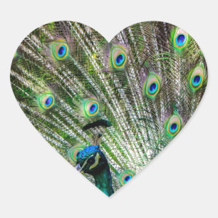 Sticker Cœur Peacock étonnant et plumes accessoires photo