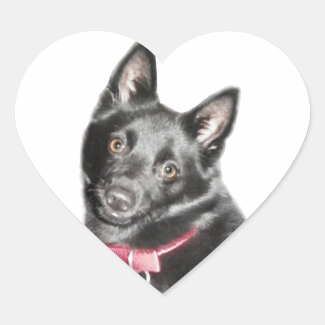 Sticker Cœur Photo Schipperke (Devant)