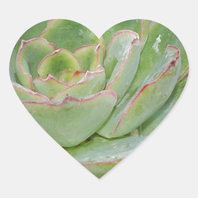 Sticker Cœur Plante Succulent (Devant)