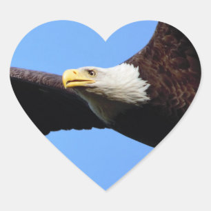 Sticker Cœur Portrait de Bald Eagle
