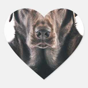 Sticker Cœur Portrait de Labrador de chocolat
