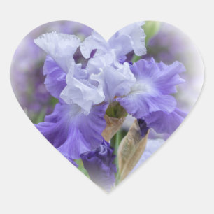 Sticker Cœur Regal Beares Iris - Violet & Blanc