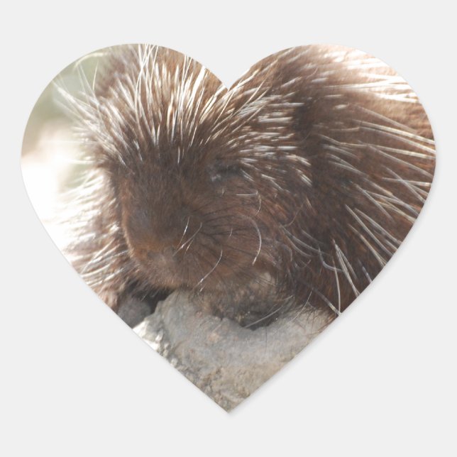 Sticker Cœur Repose de Porcupine (Devant)