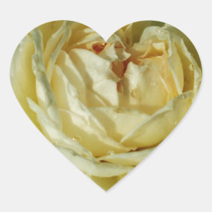 Sticker Cœur Rose blanche, Fleurs de crème, Coeur floral élégan