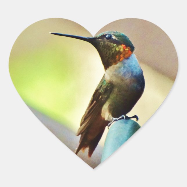 Sticker Cœur Ruby perché et petit colibri vert (Devant)