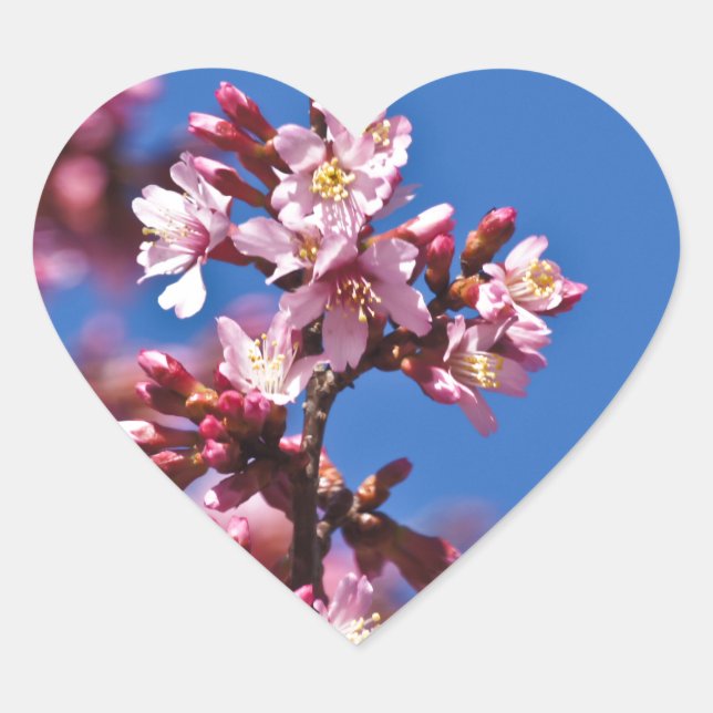 Sticker Cœur Sakura Cerry Blossoms Touché Bleu (Devant)
