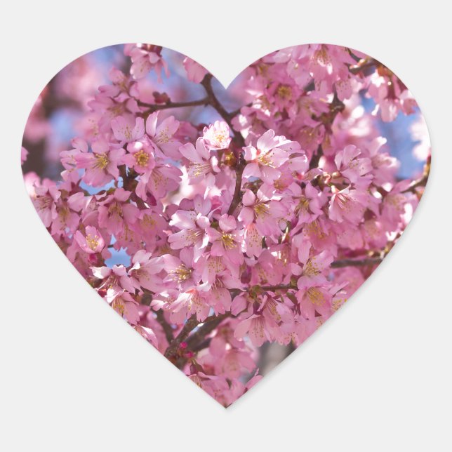 Sticker Cœur Sakura Pink Cherry Blossom Sky (Devant)