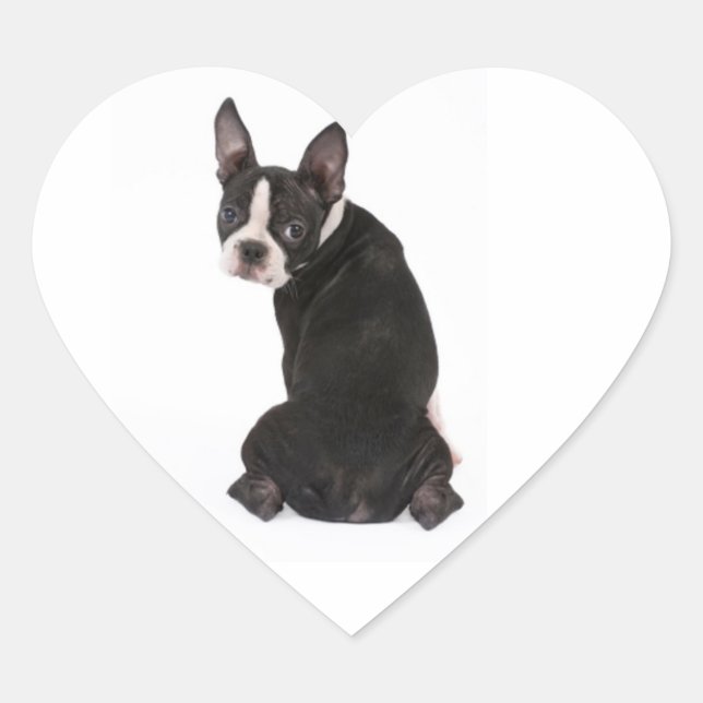 Sticker Cœur Stick Who Me Boston Terrier Dog (Devant)