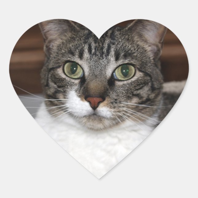 Sticker Cœur Tabby Cat Vous regardez Photo (Devant)