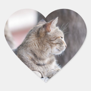 Sticker Cœur Tabby cats en repos