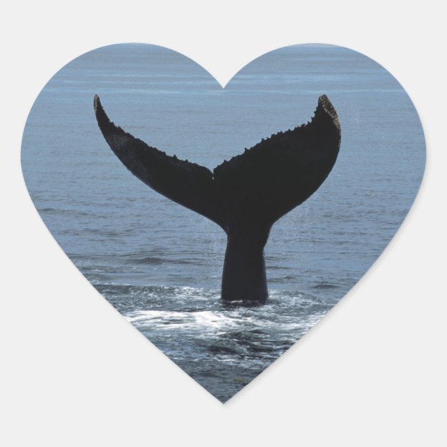Sticker Cœur Tail de Humpback (Devant)