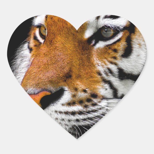 Sticker Cœur Tigre (Devant)