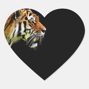 Sticker Cœur Tigre approchant - Oeuvres d'art d'animaux sauvage