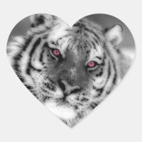 Tigre teinté rose