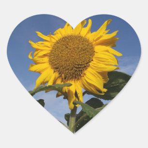 Sticker Cœur Tournesol contre ciel bleu